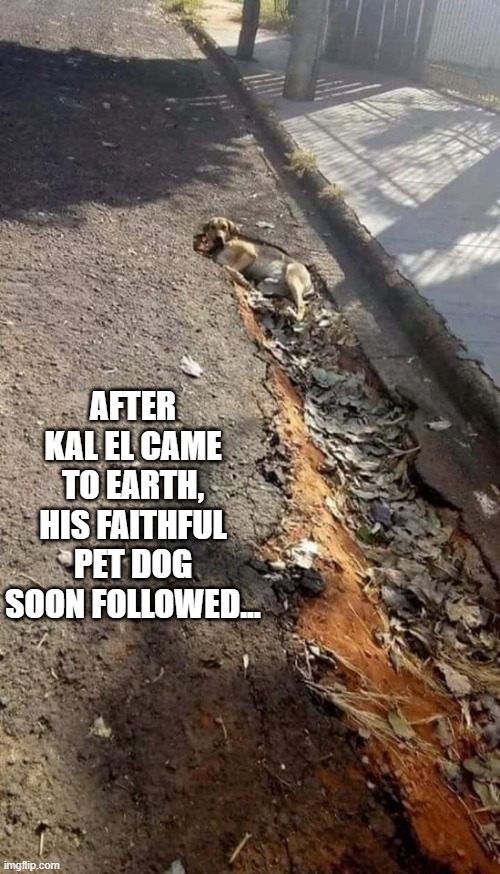 SuperPooch | AFTER KAL EL CAME TO EARTH, HIS FAITHFUL PET DOG SOON FOLLOWED... | image tagged in superman | made w/ Imgflip meme maker