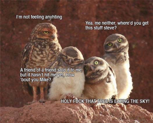 image tagged in funny,birds,owls,420