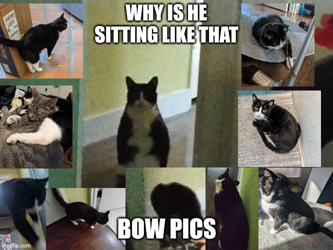 Silly Bow | WHY IS HE SITTING LIKE THAT; BOW PICS | image tagged in kitty,silly,cat meme | made w/ Imgflip meme maker