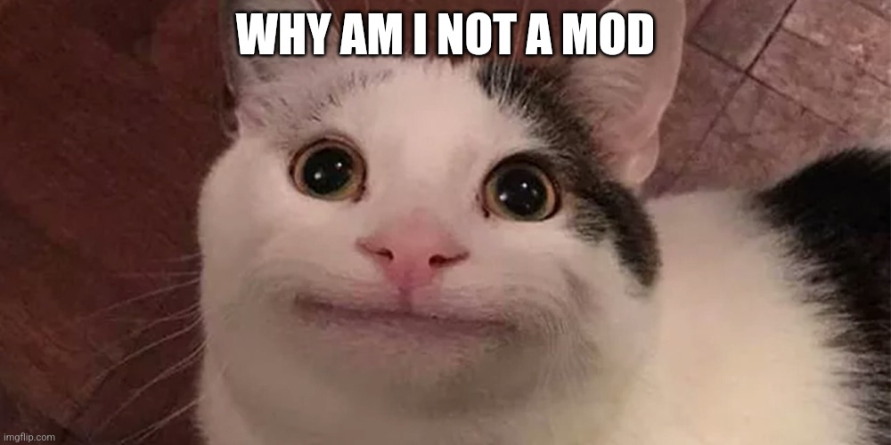 [Title not found] | WHY AM I NOT A MOD | image tagged in beluga,moderators | made w/ Imgflip meme maker