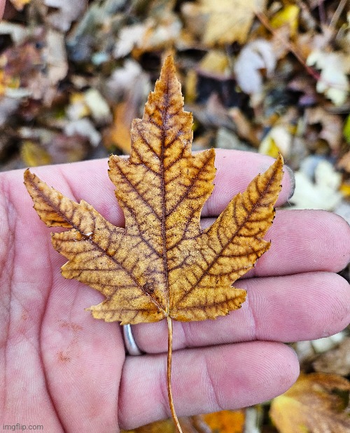 BEAUTIFUL LEAF | image tagged in leaves,autumn leaves,fall | made w/ Imgflip meme maker