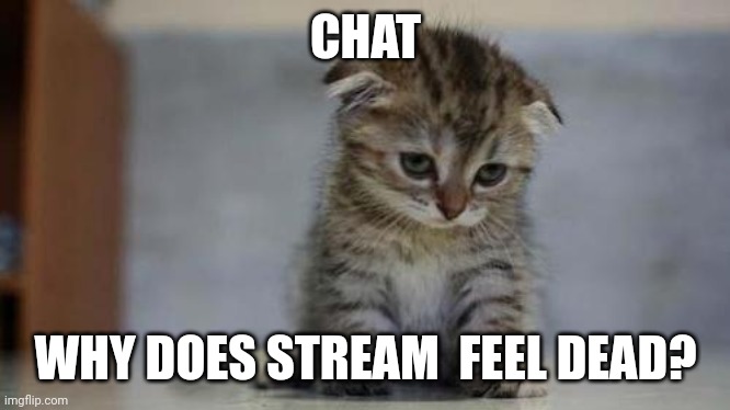 :< | CHAT; WHY DOES STREAM  FEEL DEAD? | image tagged in sad kitten | made w/ Imgflip meme maker