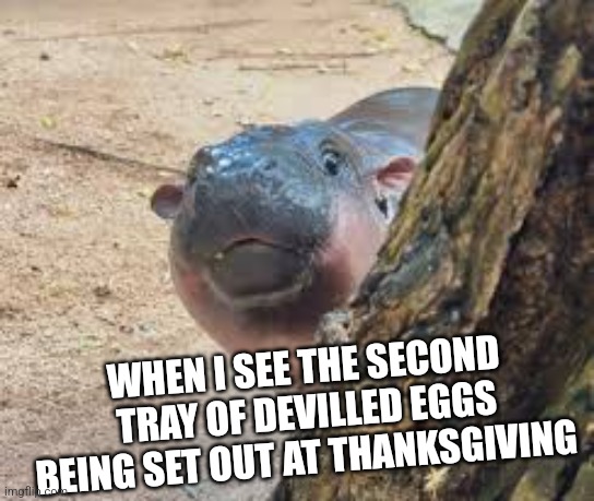 The greatest side dish ever | WHEN I SEE THE SECOND TRAY OF DEVILLED EGGS BEING SET OUT AT THANKSGIVING | image tagged in moo deng tree | made w/ Imgflip meme maker