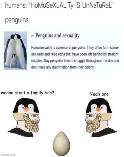penguins can canonically be gay | made w/ Imgflip meme maker