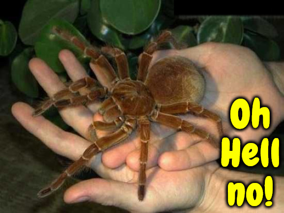 Hell No | Oh Hell no! | image tagged in oh hell no,spiders,arachnophobia,scary things,yuck,i hate it | made w/ Imgflip meme maker