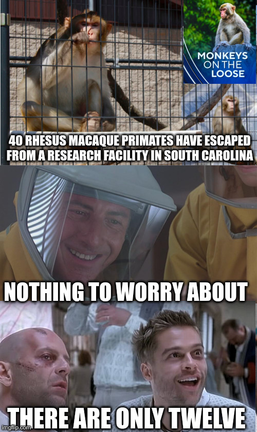 Leave the monkeys alone! | 40 RHESUS MACAQUE PRIMATES HAVE ESCAPED FROM A RESEARCH FACILITY IN SOUTH CAROLINA; NOTHING TO WORRY ABOUT; THERE ARE ONLY TWELVE | image tagged in virus,twelve monkeys | made w/ Imgflip meme maker