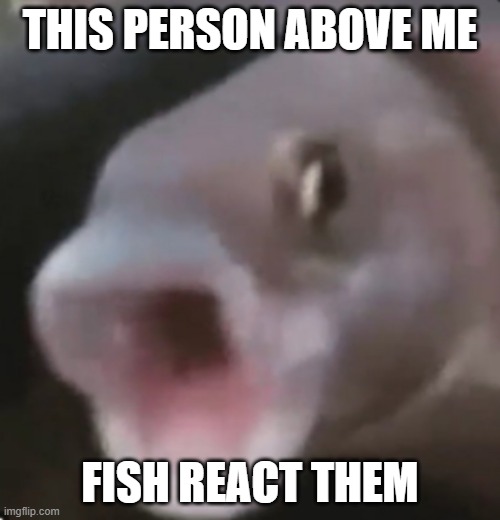 fish | THIS PERSON ABOVE ME; FISH REACT THEM | image tagged in poggers fish,memes,funny,funny memes,react,fun stream | made w/ Imgflip meme maker