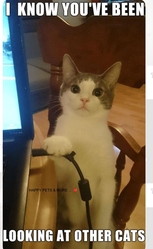 HAPPY PETS & MORE ... ❤️ | made w/ Imgflip meme maker