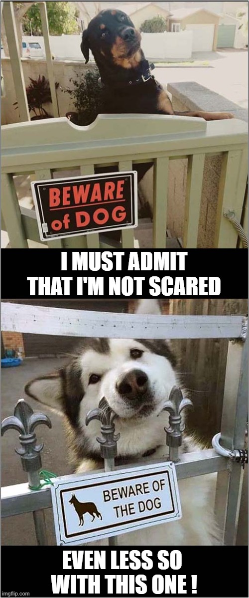 Beware Of The Dog ! | I MUST ADMIT THAT I'M NOT SCARED; EVEN LESS SO  WITH THIS ONE ! | image tagged in dogs,beware,not afraid | made w/ Imgflip meme maker