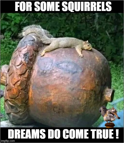 It's A Giant Acorn ! | FOR SOME SQUIRRELS; DREAMS DO COME TRUE ! | image tagged in squirrels,acorn,dream | made w/ Imgflip meme maker