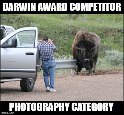 Was It The Last Picture He Took ? | DARWIN AWARD COMPETITOR; PHOTOGRAPHY CATEGORY | image tagged in darwin award,photography,bison,last picture,dark humour | made w/ Imgflip meme maker