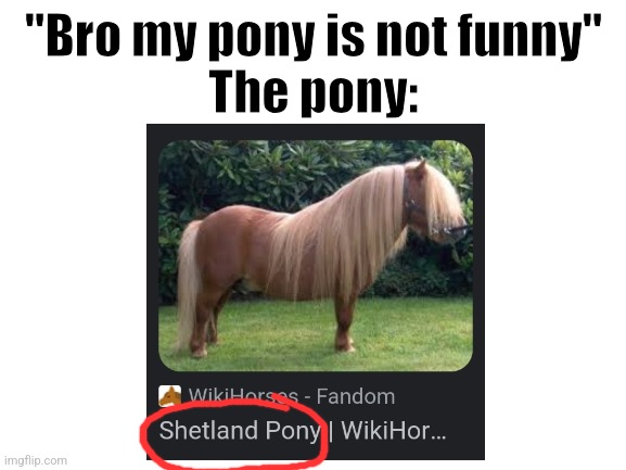 Shit pony | "Bro my pony is not funny"
The pony: | image tagged in blank white template,funny memes,funny | made w/ Imgflip meme maker