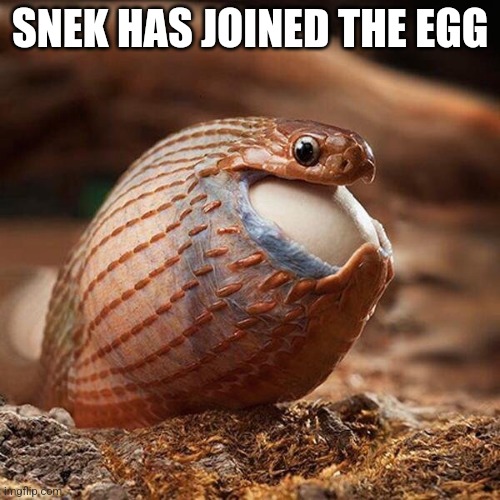 EGGGGGGGGGGGGGGGG EGGGGGGGGGGGGGGGG EGGGGGGGGGGGGGGGG EGGGGGGGGGGGGGGGG EGGGGGGGGGGGGGGGG EGGGGGGGGGGGGGGGG EGGGGGGGGGGGGGGGG EG | SNEK HAS JOINED THE EGG | image tagged in snake eating egg,egg | made w/ Imgflip meme maker