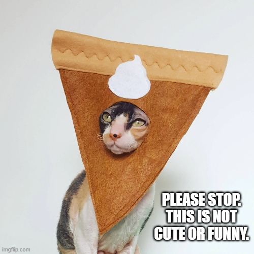 memes by Brad - Cat doesn't think this pie costume is cute or funny | PLEASE STOP. THIS IS NOT CUTE OR FUNNY. | image tagged in cats,kittens,funny,costume,humor,thanksgiving | made w/ Imgflip meme maker