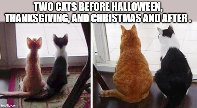 memes by Brad - 2 cats before & after Halloween, Thanksgiving, & Christmas | TWO CATS BEFORE HALLOWEEN, THANKSGIVING, AND CHRISTMAS AND AFTER . | image tagged in cats,funny,kittens,thanksgiving,humor,comparison | made w/ Imgflip meme maker