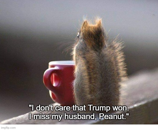 Peanut | "I don't care that Trump won.
I miss my husband, Peanut." | image tagged in squirrel | made w/ Imgflip meme maker