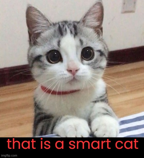 that is a smart cat | made w/ Imgflip meme maker