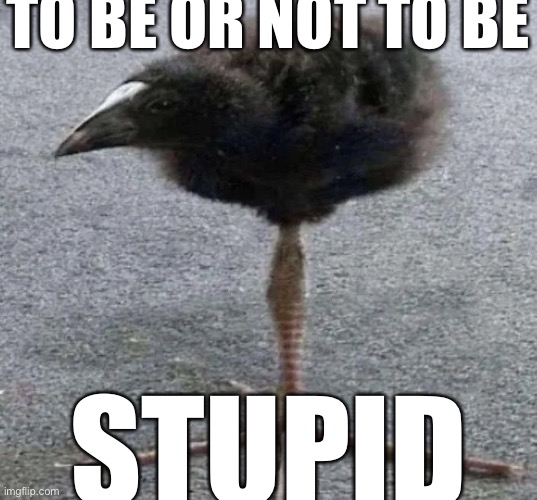 Long Legged  Bird | TO BE OR NOT TO BE STUPID | image tagged in long legged bird | made w/ Imgflip meme maker