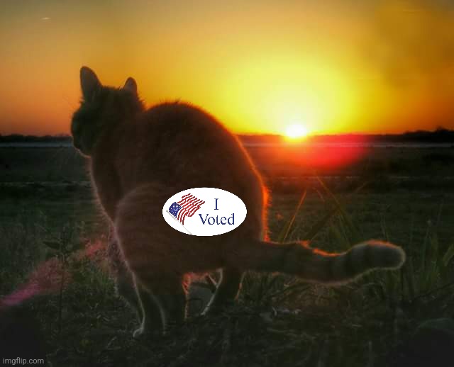 cat pooping and sunset | image tagged in cat pooping and sunset | made w/ Imgflip meme maker