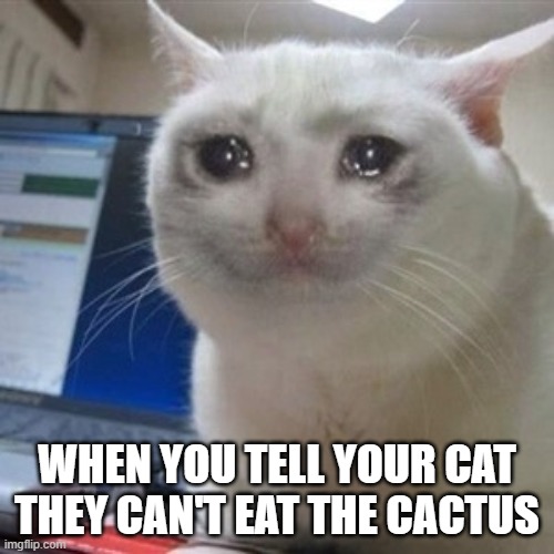 Crying cat | WHEN YOU TELL YOUR CAT
THEY CAN'T EAT THE CACTUS | image tagged in crying cat | made w/ Imgflip meme maker