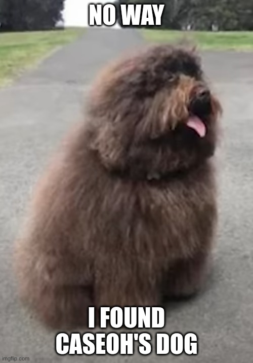 NO WAY; I FOUND CASEOH'S DOG | made w/ Imgflip meme maker