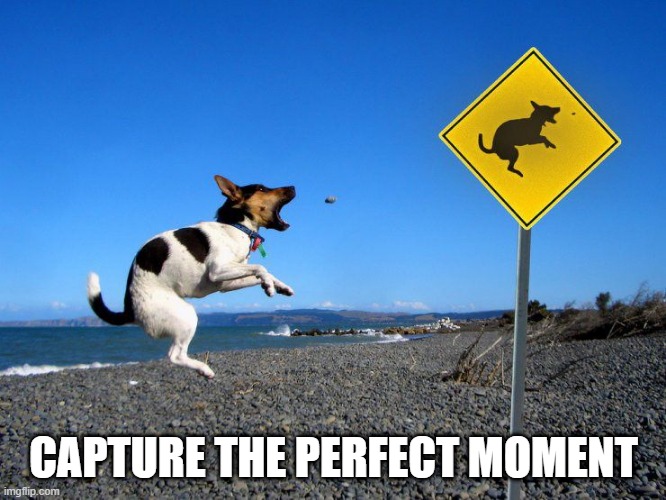 Moment | CAPTURE THE PERFECT MOMENT | image tagged in dogs | made w/ Imgflip meme maker