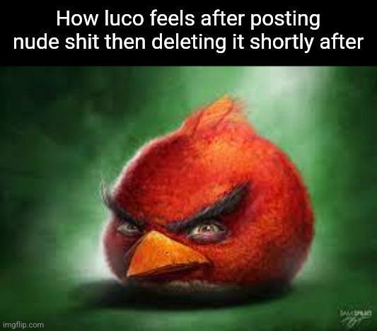Realistic Red Angry Birds | How luco feels after posting nude shit then deleting it shortly after | image tagged in realistic red angry birds | made w/ Imgflip meme maker