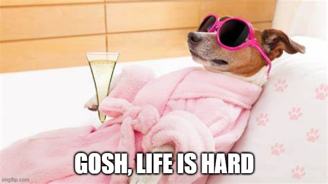 Cozy Dog | GOSH, LIFE IS HARD | image tagged in dogs | made w/ Imgflip meme maker