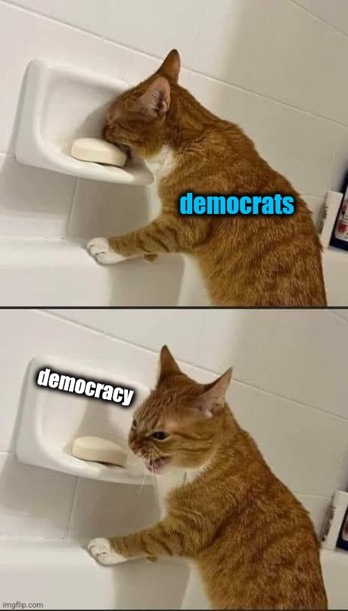 democrats; democracy | image tagged in memes,orange tabby,democracy,democrats,election 2024,donald trump | made w/ Imgflip meme maker