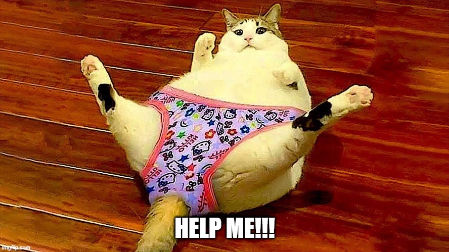 Hello Kitty | HELP ME!!! | image tagged in cats | made w/ Imgflip meme maker