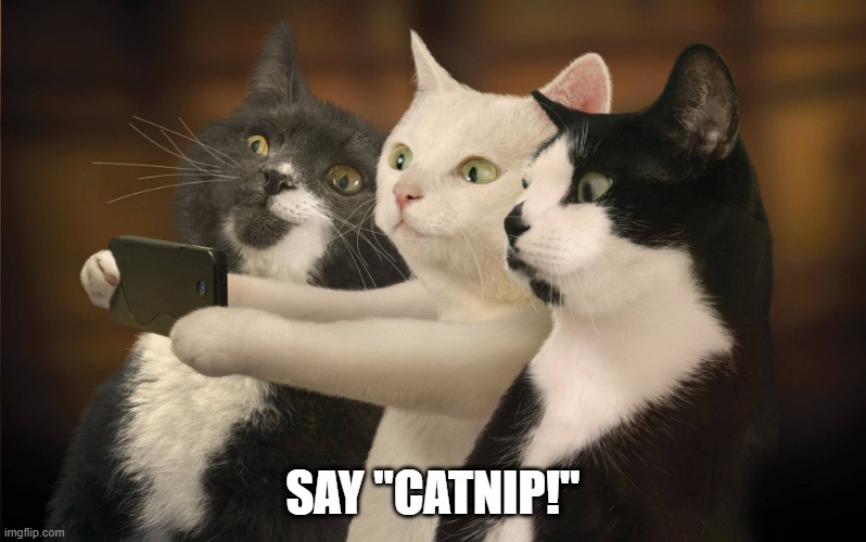 Group Photo | SAY "CATNIP!" | image tagged in cats | made w/ Imgflip meme maker