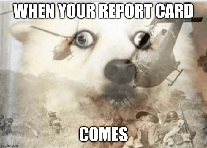 report | WHEN YOUR REPORT CARD; COMES | image tagged in ptsd dog,memes | made w/ Imgflip meme maker