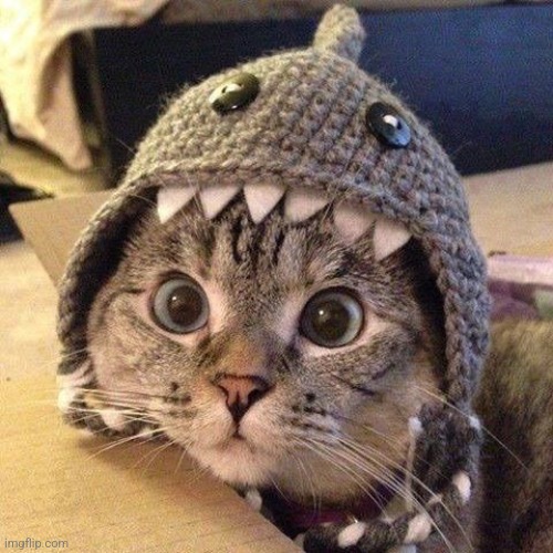 Cat shark | image tagged in cat shark | made w/ Imgflip meme maker