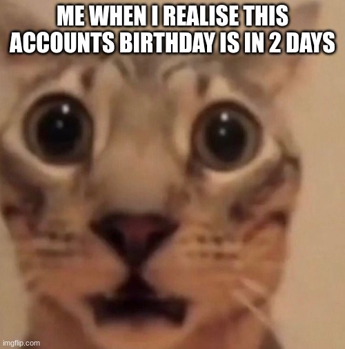 Will be giving shout outs | ME WHEN I REALISE THIS ACCOUNTS BIRTHDAY IS IN 2 DAYS | image tagged in flabbergasted cat | made w/ Imgflip meme maker