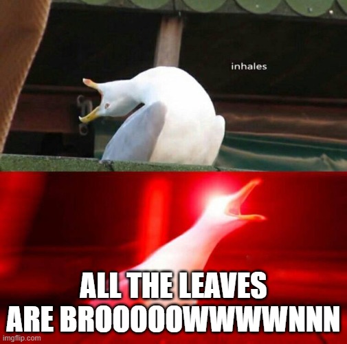 AND THE SKY IS GREYYYYYYYYYYYYY | ALL THE LEAVES ARE BROOOOOWWWWNNN | image tagged in inhaling seagull,memes,music | made w/ Imgflip meme maker