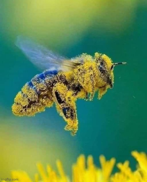 Didn't know they carried that much pollen | image tagged in bees,pollen | made w/ Imgflip meme maker