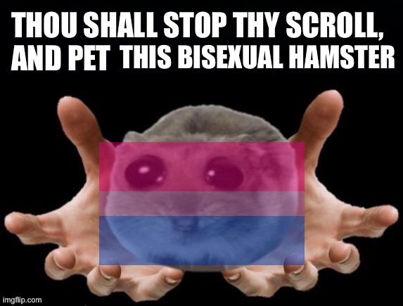 Please pet the bisexual hamster | THIS BISEXUAL HAMSTER | image tagged in thou shall stop thy scoll and pet this hamster,pet,hamster,hamsters,lgbtq,bisexual | made w/ Imgflip meme maker