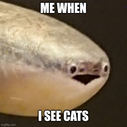 KIIIIIITTTYYYYYYYYYYYYY | ME WHEN; I SEE CATS | image tagged in live sacabambaspis reaction,cats | made w/ Imgflip meme maker