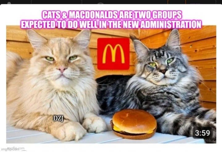 Meow meow Quarter Pounder | image tagged in cats,big mac,maga | made w/ Imgflip meme maker