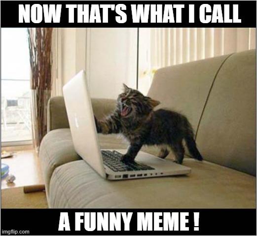 A Cat With A Sense Of Humour | NOW THAT'S WHAT I CALL; A FUNNY MEME ! | image tagged in cats,now thats what i call,funny meme | made w/ Imgflip meme maker