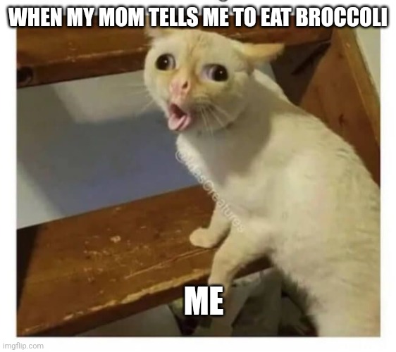 Coughing Cat | WHEN MY MOM TELLS ME TO EAT BROCCOLI; ME | image tagged in coughing cat | made w/ Imgflip meme maker