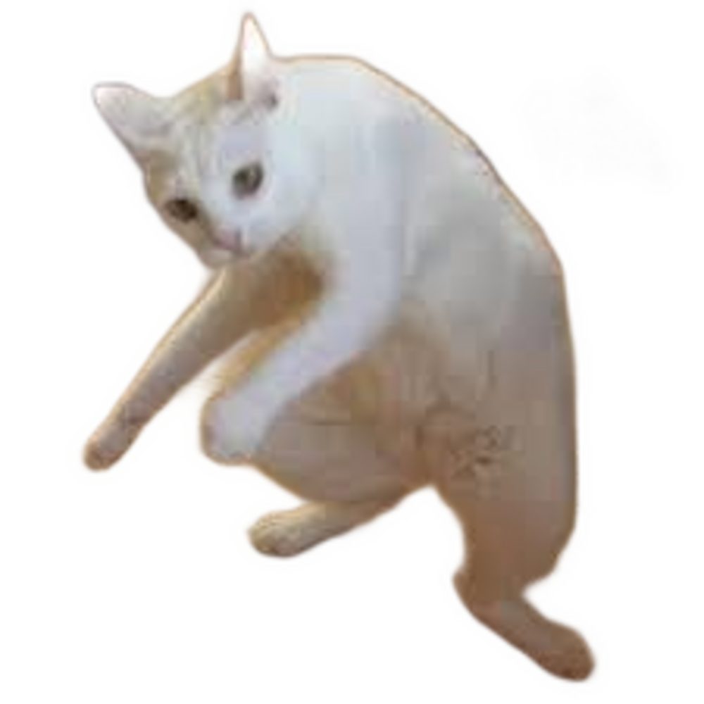 Gato yo lo había podido aquí Blank Meme Template