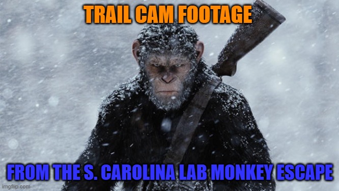 UH OH... | TRAIL CAM FOOTAGE; FROM THE S. CAROLINA LAB MONKEY ESCAPE | image tagged in monkey see | made w/ Imgflip meme maker