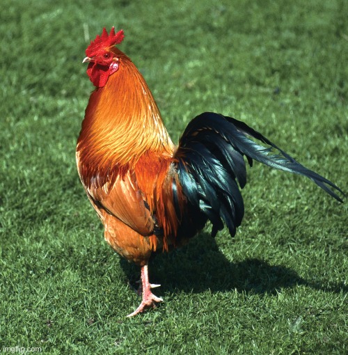 my massive, juicy, oily, sweaty, delicious cock Blank Meme Template
