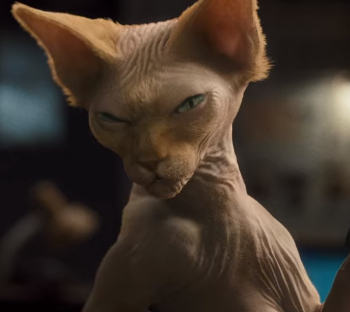 High Quality Kitty Galore Blank Meme Template