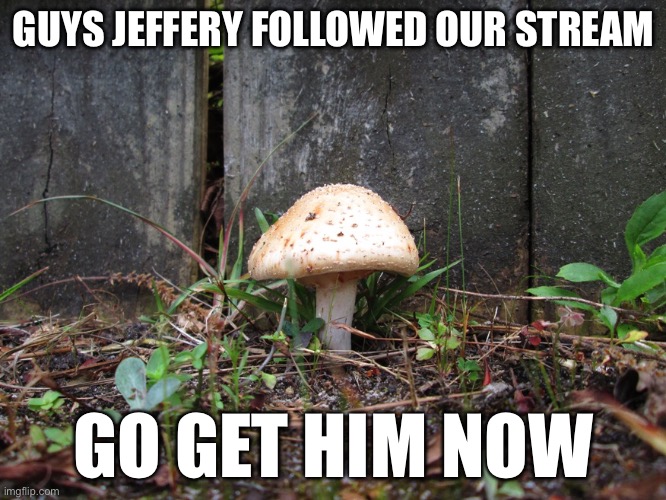 AHH THE STREAM IS ON FIRE | GUYS JEFFERY FOLLOWED OUR STREAM; GO GET HIM NOW | image tagged in mushroom | made w/ Imgflip meme maker