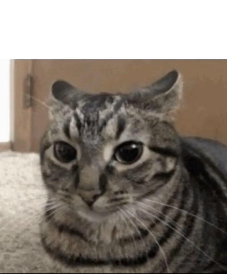 Cat with dilated pupils Blank Meme Template