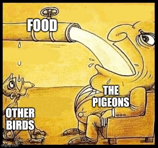 fat guy drinking water | FOOD OTHER BIRDS THE PIGEONS | image tagged in fat guy drinking water | made w/ Imgflip meme maker