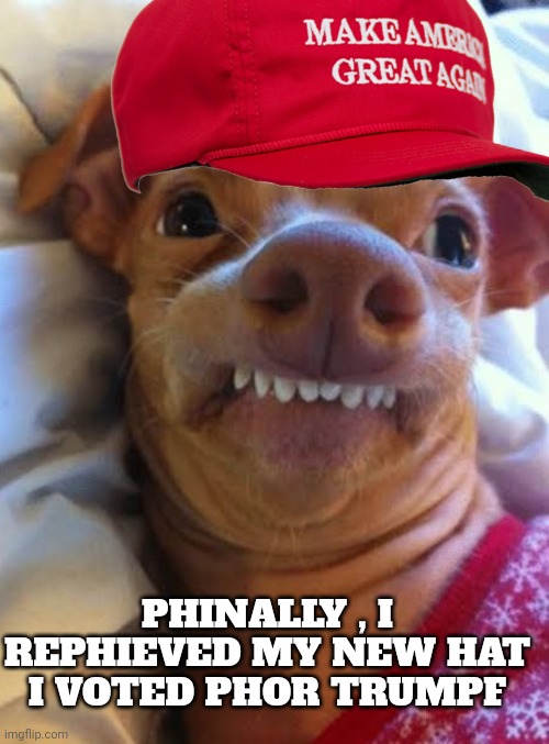 Trump hat meme | PHINALLY , I REPHIEVED MY NEW HAT
I VOTED PHOR TRUMPF | image tagged in tuna | made w/ Imgflip meme maker