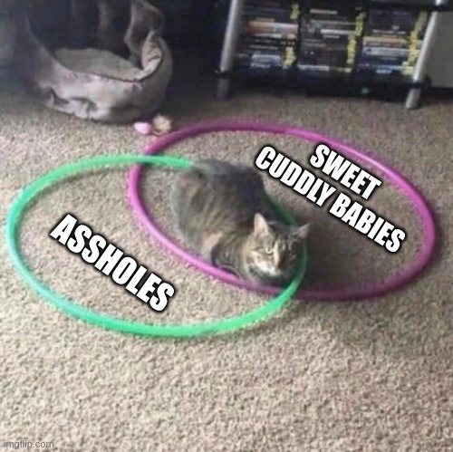 Venn Diagram | SWEET 
CUDDLY BABIES; ASSHOLES | image tagged in cats | made w/ Imgflip meme maker